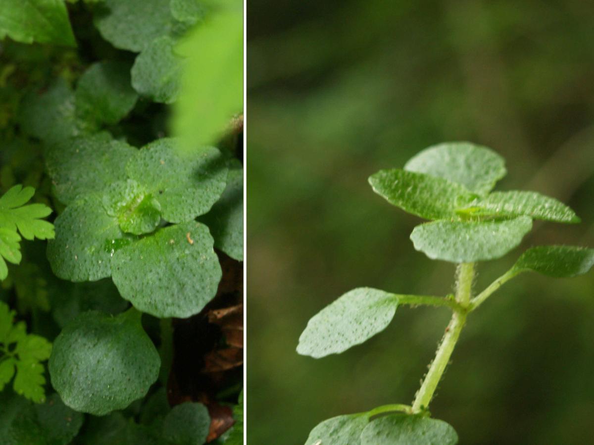 Saxifrage, Opposite-leaved Golden leaf